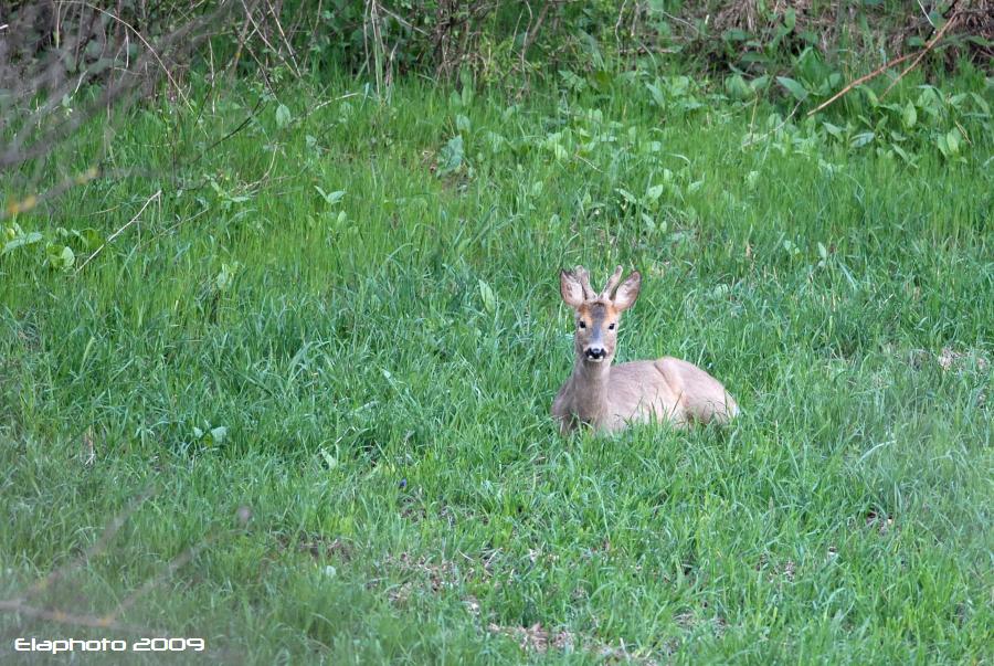 Il Capriolo